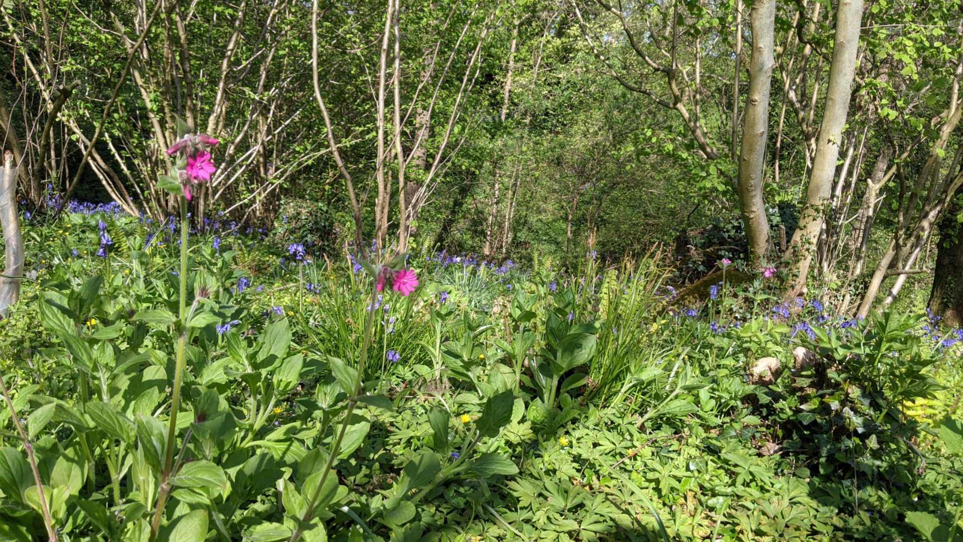 Red campion and blue bells in Swallow Barn wood