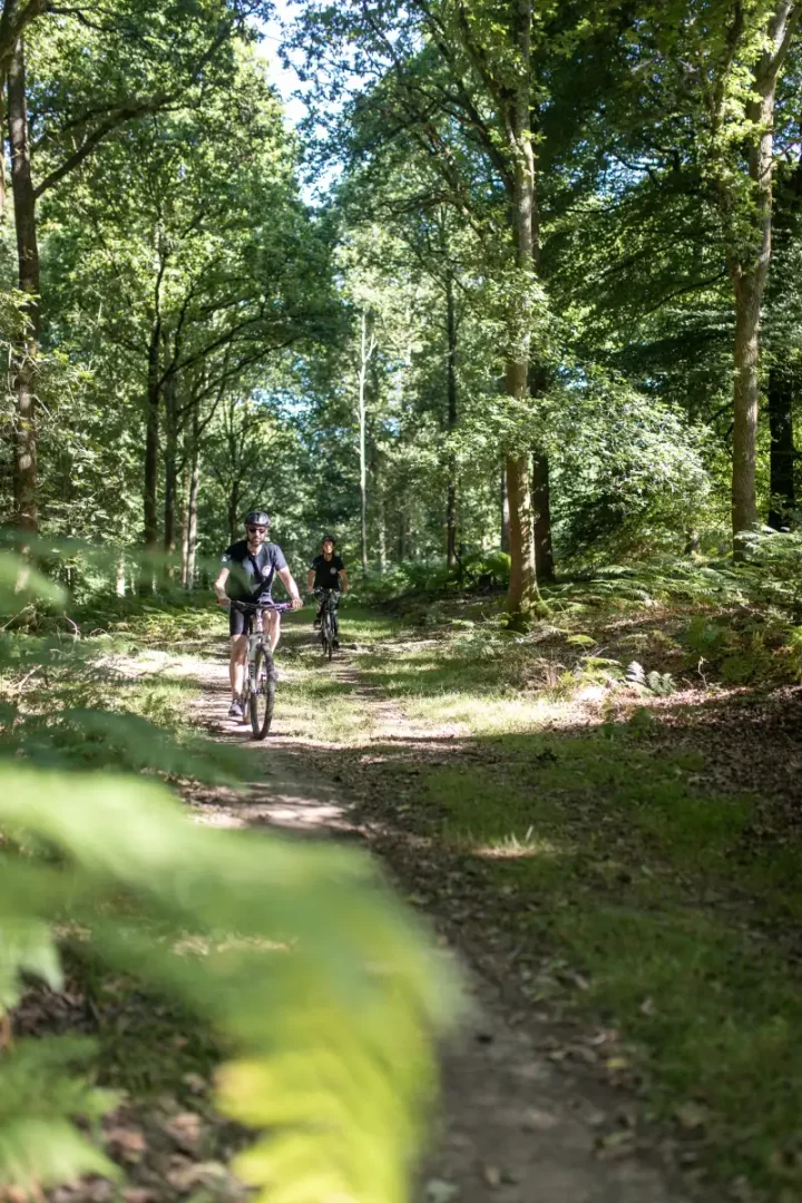 Two cyclists follow a sun dappled trail through the oak trees in the Forest of Dean